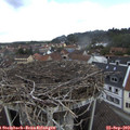 11_40-nest.jpg