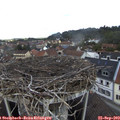 11_45-nest.jpg