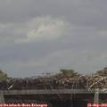 11_50-mast.jpg