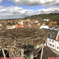 11_50-nest.jpg