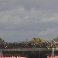 11_55-mast.jpg