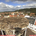 11_55-nest.jpg
