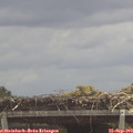 12_00-mast.jpg