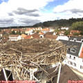 12_05-nest.jpg