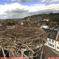 12_50-nest.jpg