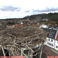 13_00-nest.jpg