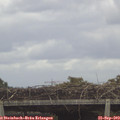13_15-mast.jpg