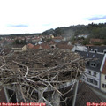 13_50-nest.jpg