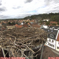 14_20-nest.jpg