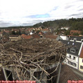 14_25-nest.jpg