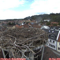 14_40-nest.jpg