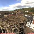 14_50-nest.jpg
