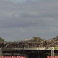 15_10-mast.jpg