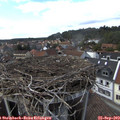 15_50-nest.jpg