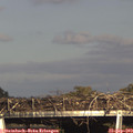 17_05-mast.jpg