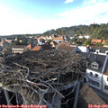 17_05-nest.jpg