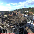 17_10-nest.jpg