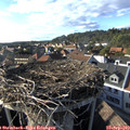 17_20-nest.jpg