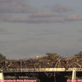 17_25-mast.jpg