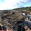 17_25-nest.jpg