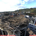 17_30-nest.jpg