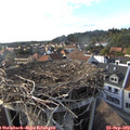 17_35-nest.jpg