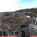 17_40-nest.jpg