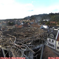 17_50-nest.jpg