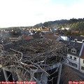 17_55-nest.jpg