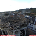 18_05-nest.jpg