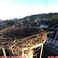 07_30-nest.jpg
