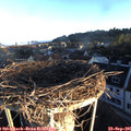 07_35-nest.jpg