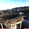 07_40-nest.jpg