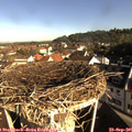 08_50-nest.jpg