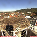 10_45-nest.jpg