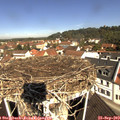 10_55-nest.jpg
