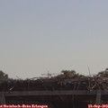 11_05-mast.jpg