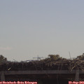 11_10-mast.jpg