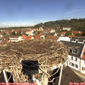 11_15-nest.jpg