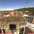 11_20-nest.jpg