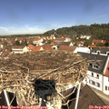 11_30-nest.jpg