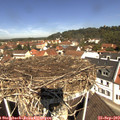 11_35-nest.jpg