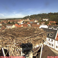 11_45-nest.jpg