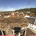 11_50-nest.jpg
