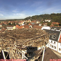 12_00-nest.jpg