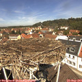 12_10-nest.jpg