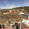 12_20-nest.jpg