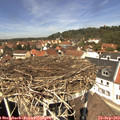 12_45-nest.jpg