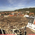 12_50-nest.jpg