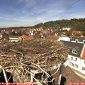 12_55-nest.jpg